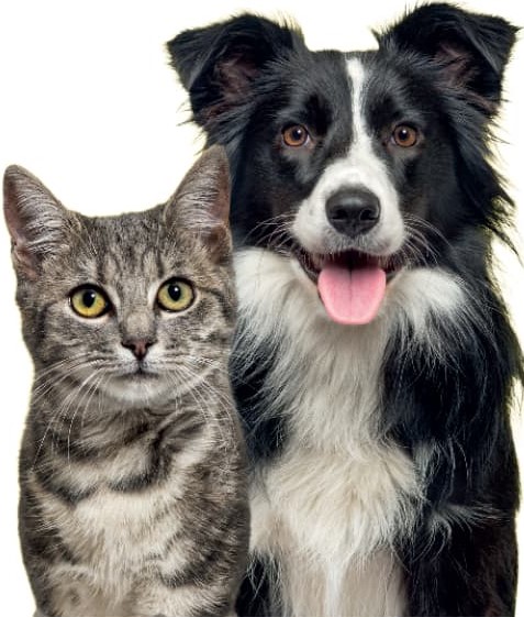 Cat and dog image